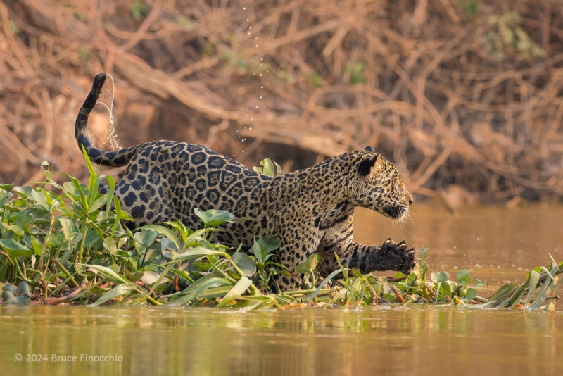 With Whipped Water From Her Tail, Female Jaguar Stretches Paw And Claws As She Hunts Caiman