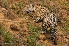 Male Jaguar Climbs River Bank Showing The Species Camouflage