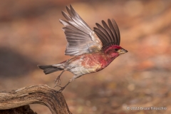 Male Purple Finch Launches Itself From A Branch Into Flight