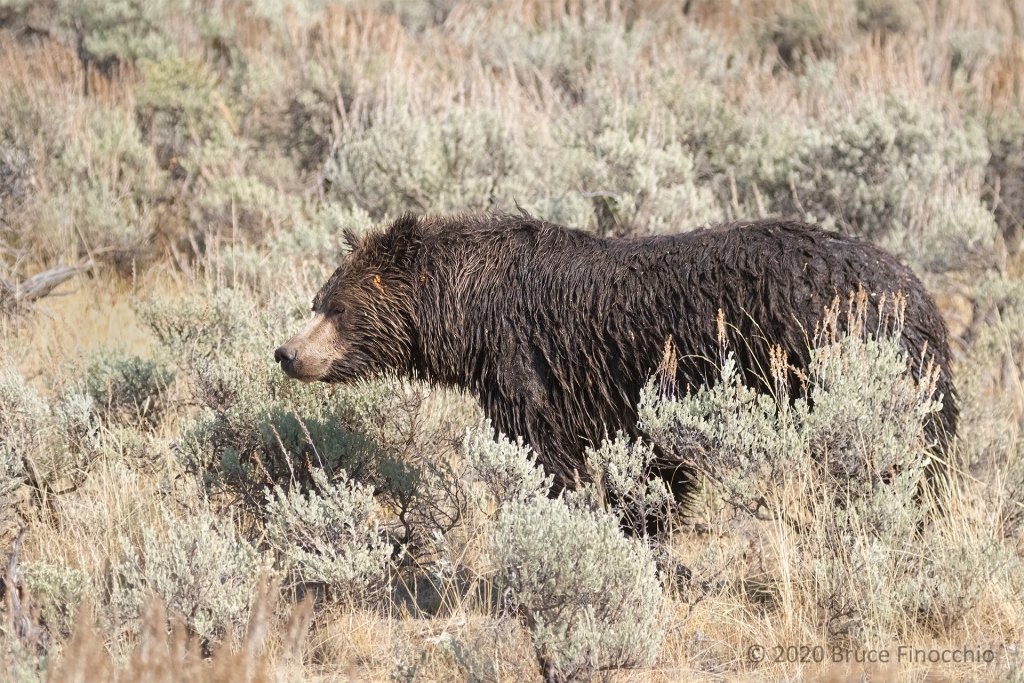 Sow Grizzly Bear Pauses During Her Walk Across The Sagebrush Of Soda Butte Valley