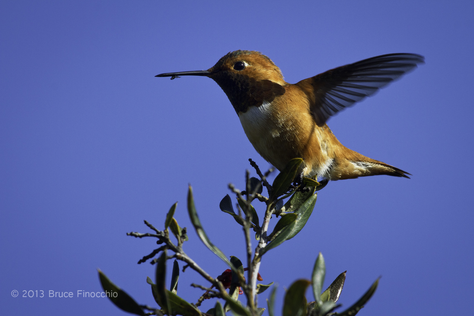 UCSC Arboretum Hummingbirds - Dream Catcher Images by Bruce Finocchio